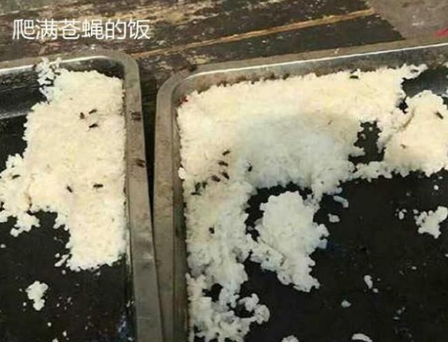 夏季餐厅后厨的蚊蝇问题，消杀公司怎么应对